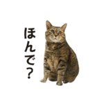 我が家の愛猫みぃちゃん（個別スタンプ：38）
