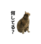 我が家の愛猫みぃちゃん（個別スタンプ：39）