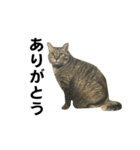 我が家の愛猫みぃちゃん（個別スタンプ：40）