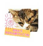 桃日々 3（個別スタンプ：2）