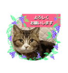 桃日々 3（個別スタンプ：8）