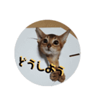 あめおと（個別スタンプ：5）
