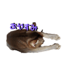 あめおと（個別スタンプ：7）
