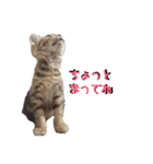 あめおと（個別スタンプ：9）