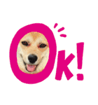 ウチの愛犬ジュリさん（個別スタンプ：1）