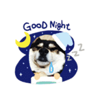 ウチの愛犬ジュリさん（個別スタンプ：2）