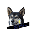 ウチの愛犬ジュリさん（個別スタンプ：3）