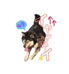 ウチの愛犬ジュリさん（個別スタンプ：5）
