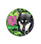 ウチの愛犬ジュリさん（個別スタンプ：6）