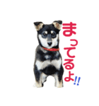 ウチの愛犬ジュリさん（個別スタンプ：7）
