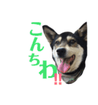 ウチの愛犬ジュリさん（個別スタンプ：8）