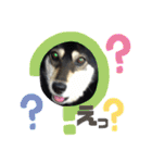 ウチの愛犬ジュリさん（個別スタンプ：10）