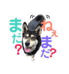 ウチの愛犬ジュリさん（個別スタンプ：11）