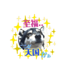 ウチの愛犬ジュリさん（個別スタンプ：12）