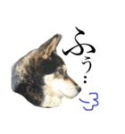 ウチの愛犬ジュリさん（個別スタンプ：13）