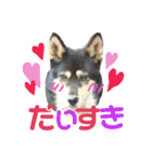 ウチの愛犬ジュリさん（個別スタンプ：14）