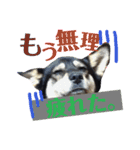 ウチの愛犬ジュリさん（個別スタンプ：15）