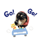 ウチの愛犬ジュリさん（個別スタンプ：16）
