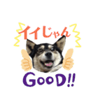 ウチの愛犬ジュリさん（個別スタンプ：17）