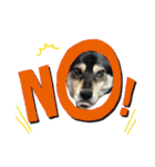 ウチの愛犬ジュリさん（個別スタンプ：19）