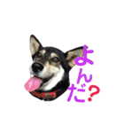 ウチの愛犬ジュリさん（個別スタンプ：21）