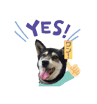 ウチの愛犬ジュリさん（個別スタンプ：22）