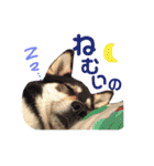 ウチの愛犬ジュリさん（個別スタンプ：23）