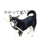 ウチの愛犬ジュリさん（個別スタンプ：24）