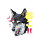 ウチの愛犬ジュリさん（個別スタンプ：26）