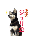 ウチの愛犬ジュリさん（個別スタンプ：27）