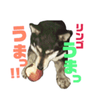 ウチの愛犬ジュリさん（個別スタンプ：28）