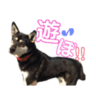 ウチの愛犬ジュリさん（個別スタンプ：30）