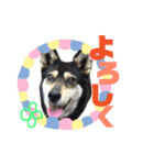 ウチの愛犬ジュリさん（個別スタンプ：31）