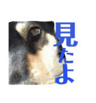 ウチの愛犬ジュリさん（個別スタンプ：32）