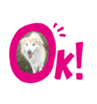 Rocky ロッキーのスタンプ（個別スタンプ：3）