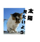 かわいい犬と猫の仲良しダジャレスタンプ（個別スタンプ：1）