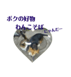 かわいい犬と猫の仲良しダジャレスタンプ（個別スタンプ：5）
