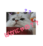 しぐれ様の日常（個別スタンプ：6）