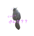 しぐれ様の日常（個別スタンプ：11）