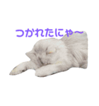 しぐれ様の日常（個別スタンプ：14）