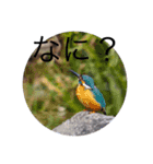 鳥さんいろいろ（個別スタンプ：13）
