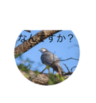 鳥さんいろいろ（個別スタンプ：14）
