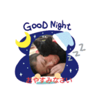 ウエダ毛すたんぷ（個別スタンプ：19）
