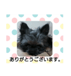 ウエダ毛すたんぷ（個別スタンプ：26）