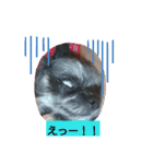 ウエダ毛すたんぷ（個別スタンプ：27）