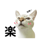 猫猫の日常会話（個別スタンプ：1）