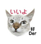 猫猫の日常会話（個別スタンプ：2）