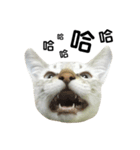 猫猫の日常会話（個別スタンプ：4）