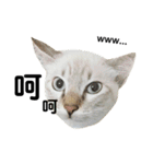 猫猫の日常会話（個別スタンプ：5）