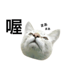 猫猫の日常会話（個別スタンプ：6）